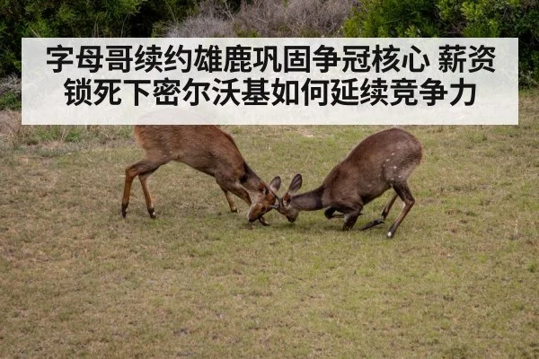 字母哥续约雄鹿巩固争冠核心 薪资锁死下密尔沃基如何延续竞争力
